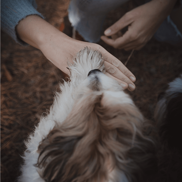 Clara's rescue dog Jara — animal communication