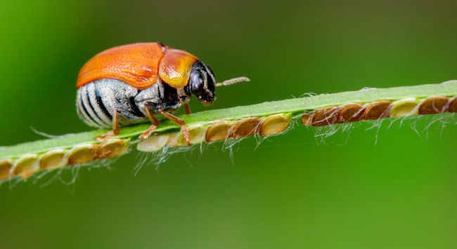 La sabiduría de los insectos y su función vital en el mundo